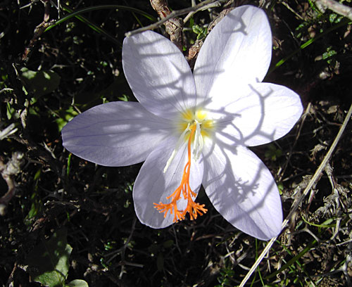 Wandern auf der Insel Karpathos: Echte Krokus auf dem Lastos Plateau